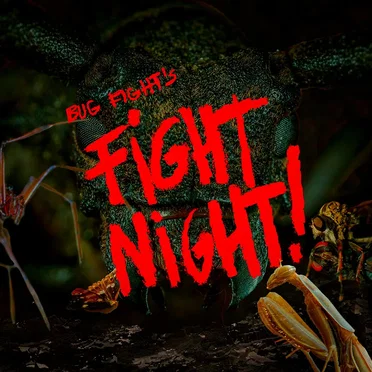 F¡GHT N¡GHT!