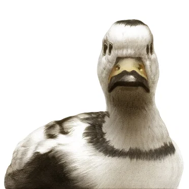 Duck by facet - album cover