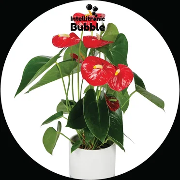 Anthurium 001 by Deeb - album cover