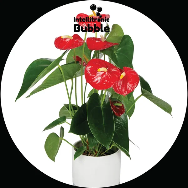 Anthurium 001