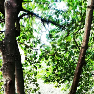 (dappled) (versions)