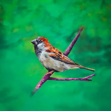 Birds in the Background by Andy Dimond & the Wholesome Omens - album cover