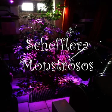 Schefflera Monströsos