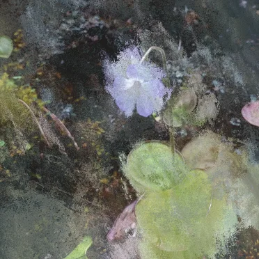 Pinguicula conzattii