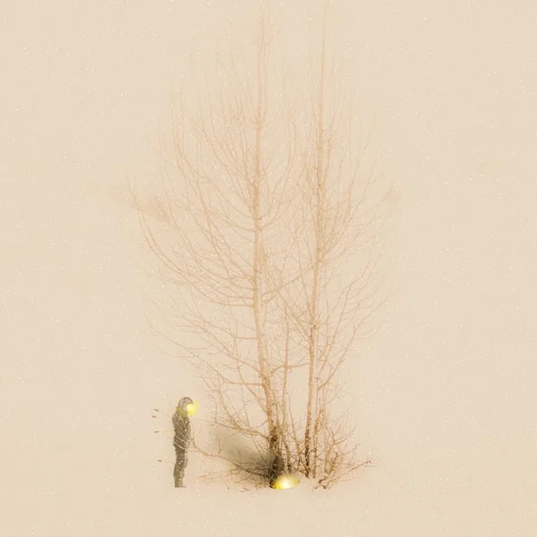 Dirt Around the Tree
