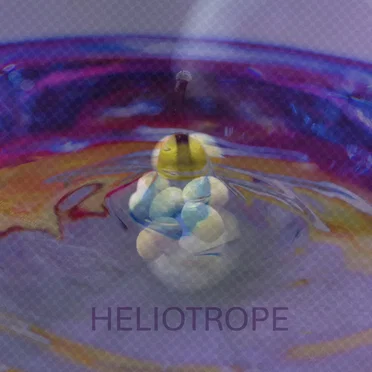 Heliotrope