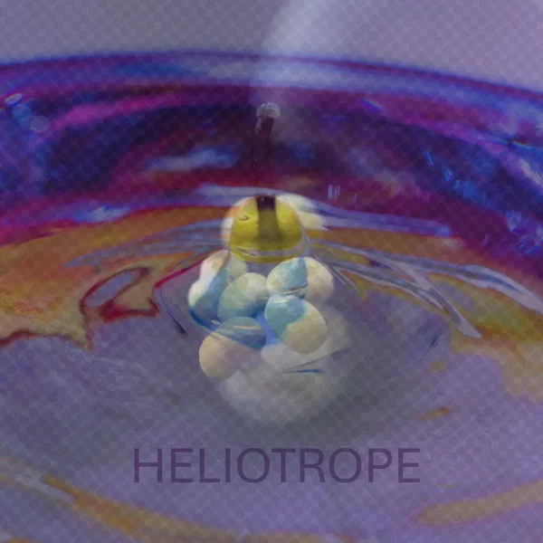Heliotrope