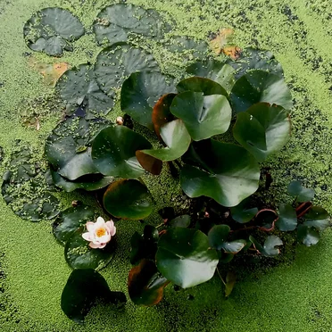 Waterlilies