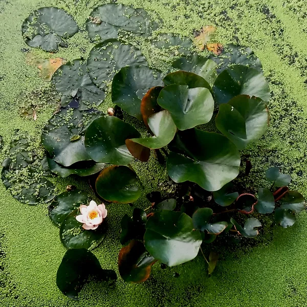 Waterlilies