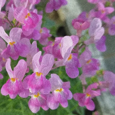 リナリア [Remix]