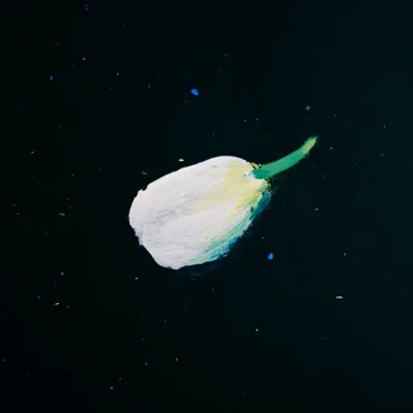 球根