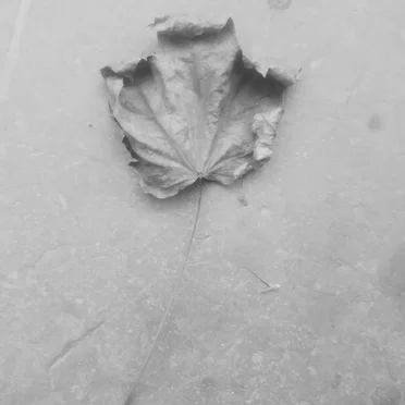 Dead Leaves by Various Artists - album cover