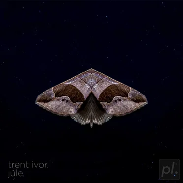 moths and their love for street lamps