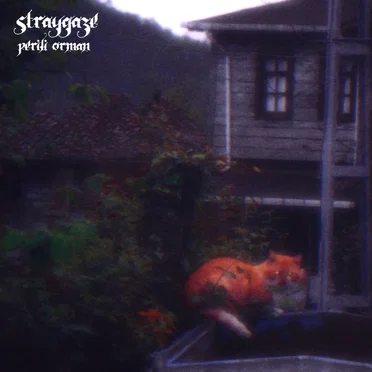 straygaze