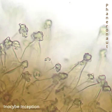 Inocybe Inception by Phaneronaut - album cover
