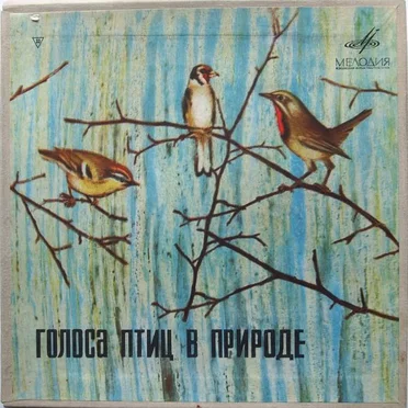 Voices Of Birds In Nature