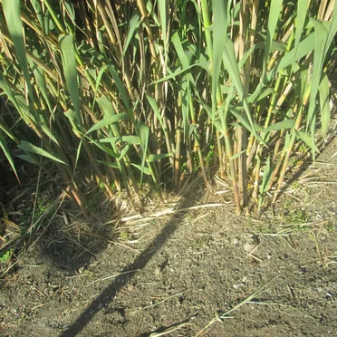 Working With My Grandma 4.28.2016