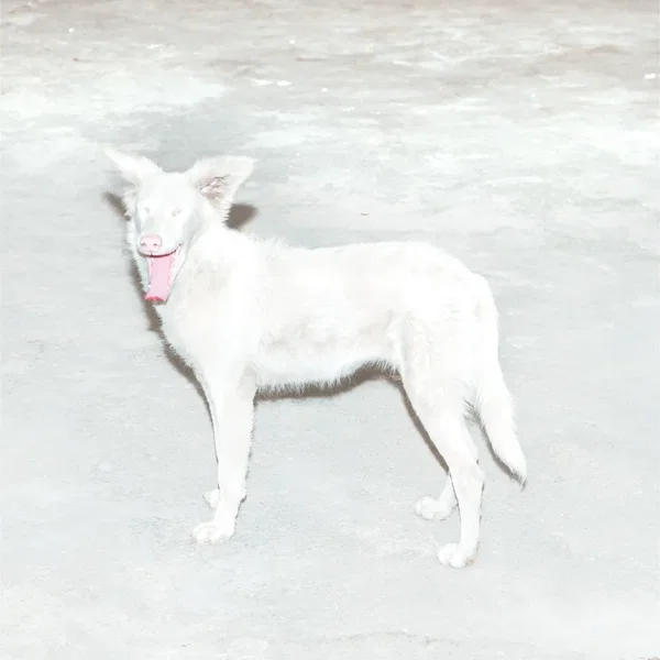 Malandra