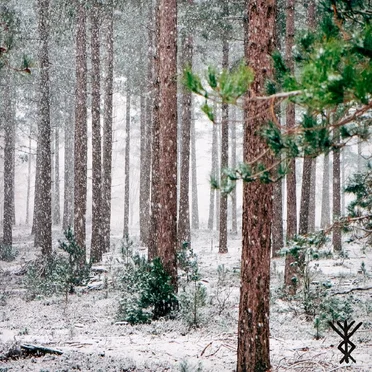 Snöstorm