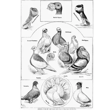 Papegaailus #1 by Board of Canada - album cover