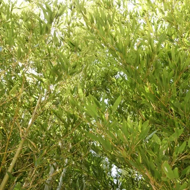 竹風
