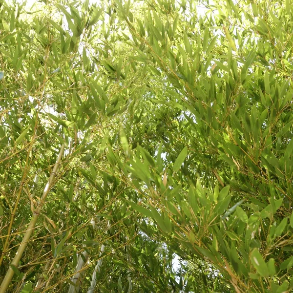 竹風