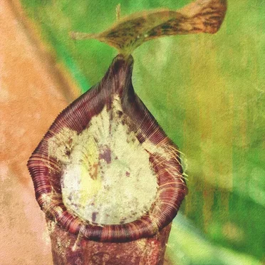 Carnivorae virentia