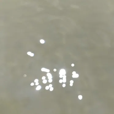 Reflection of Light in Clear Water