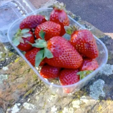 The Strawberry Sessions EP