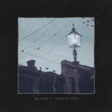 Blue Black Crows