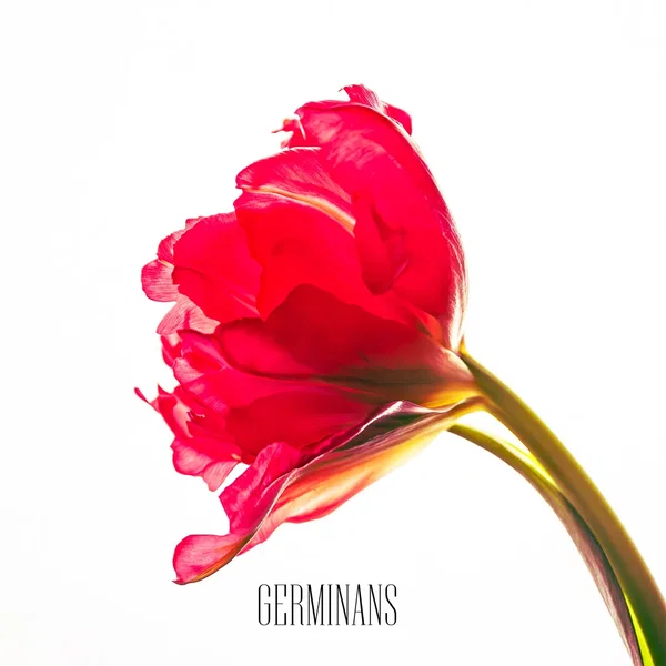 GERMINANS