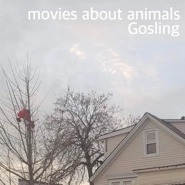Gosling