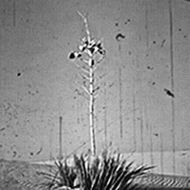DESERT'S ZENITH by New Mexican Stargazers - album cover