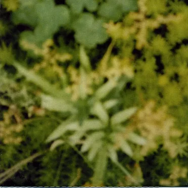 Garden by Various Artists - album cover
