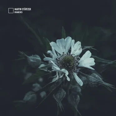 Branches by Martin Stürtzer - album cover