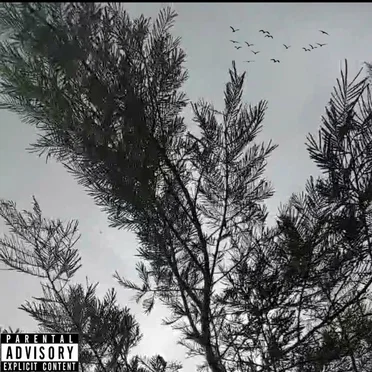 Black Birds