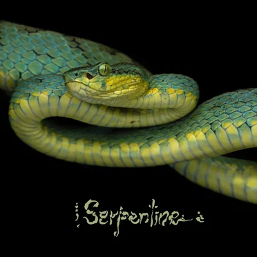 Serpentine by Kiss Nuka - album cover