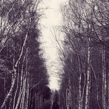 While Shadows Sweep Across the Lawn