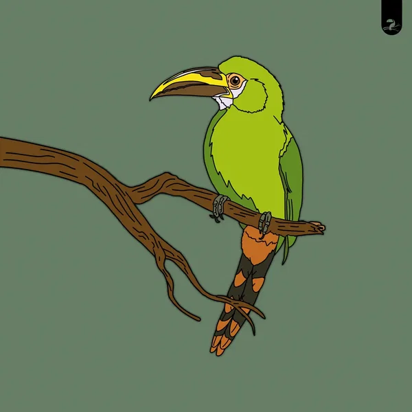 Toucanet / Motmot