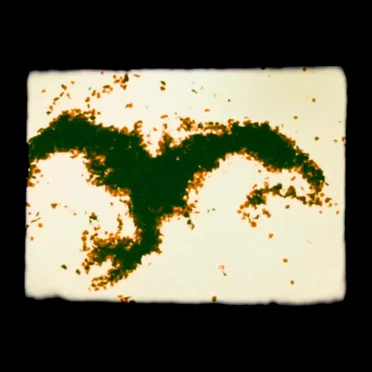 Wartilla (Dan Carey dub)