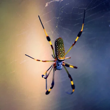 Bug Sounds