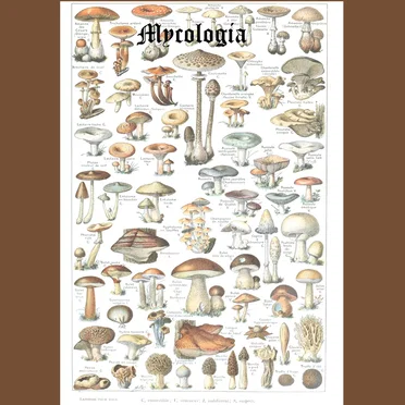 Mycologia