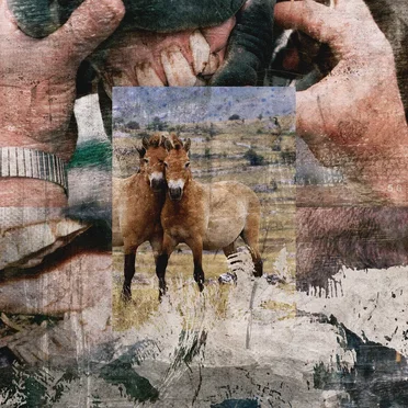 What This Horse Told Me in Heaven Will Melt Your Heart by Mare Garden - album cover