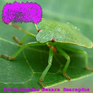 Pentatomidae Nezara Smaragdus