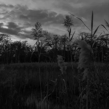 The Strange Demeanor Of Solitude