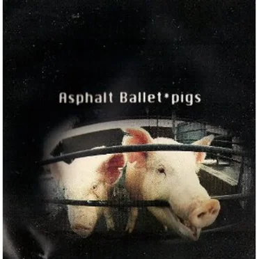 Pigs