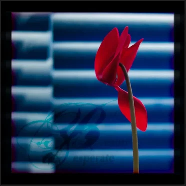 Flower (single edit)