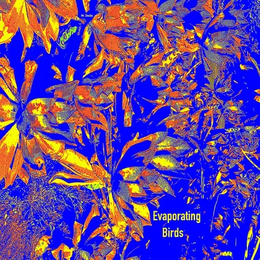 Evaporating Birds
