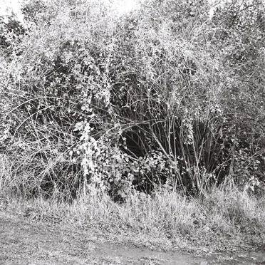 Bruant Zizi