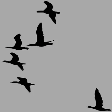 Canadian Geese